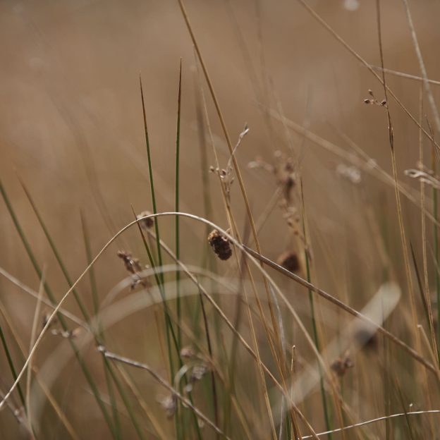 Close up of a bug on some wild grass